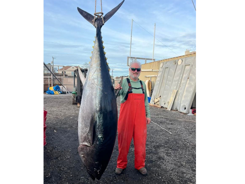 huge bluefin tuna caught