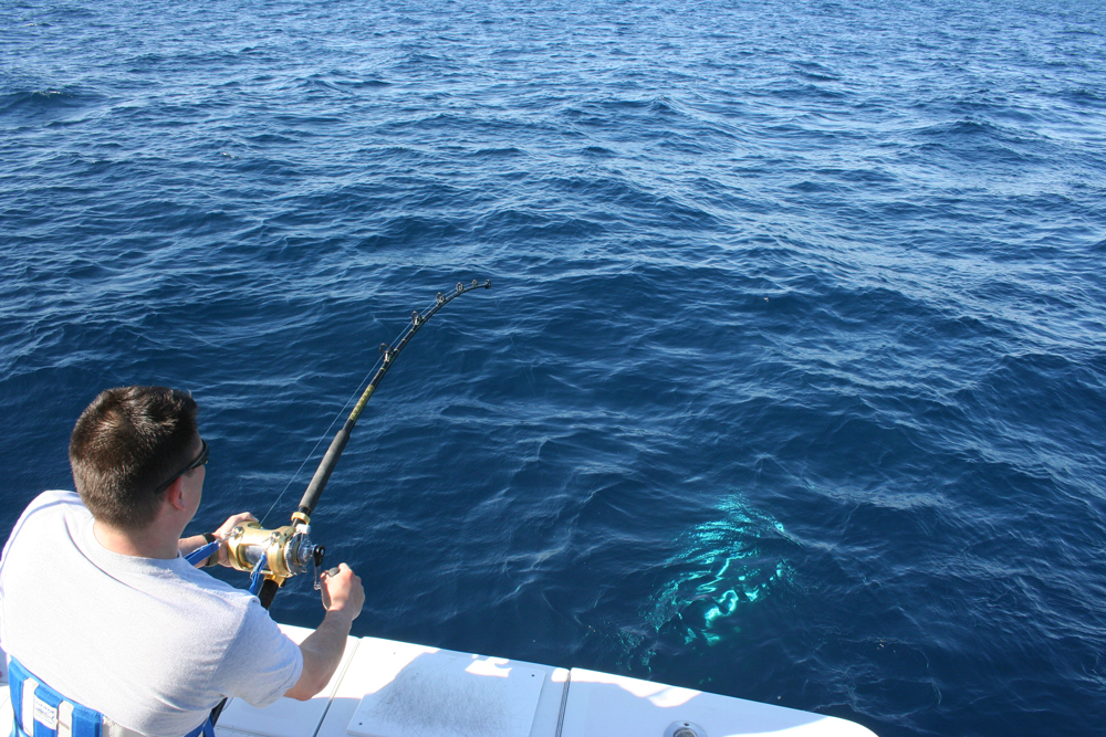 fighting bluefin tuna