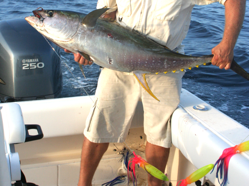 spreader bar tuna