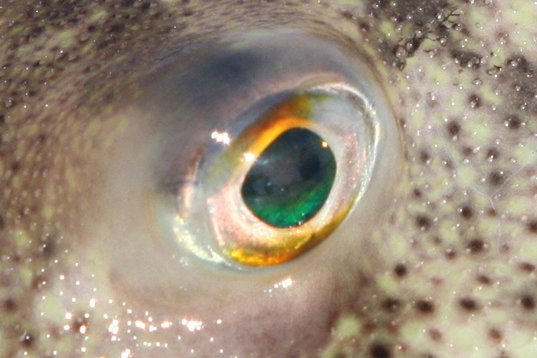 puffer