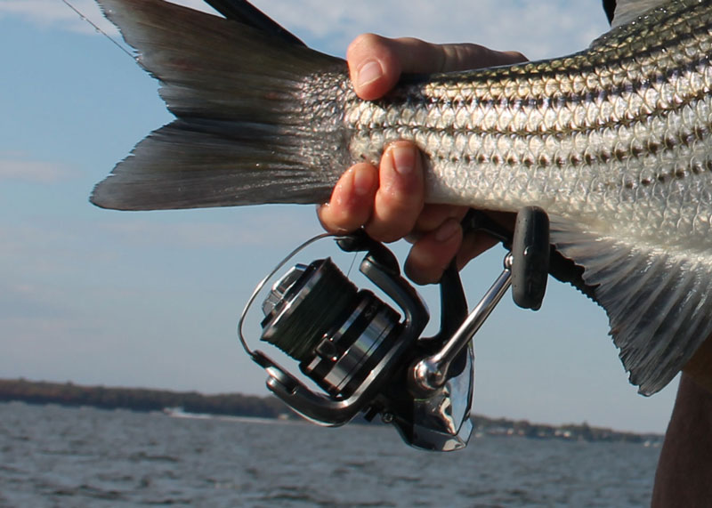 Stradic C3000 spinning reels we tested
