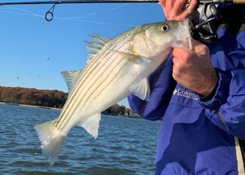 fishing for striped bass