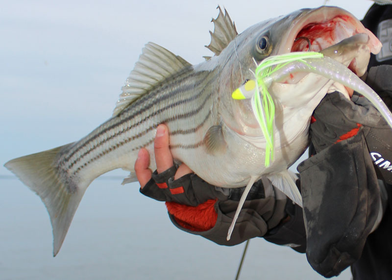 striped bass