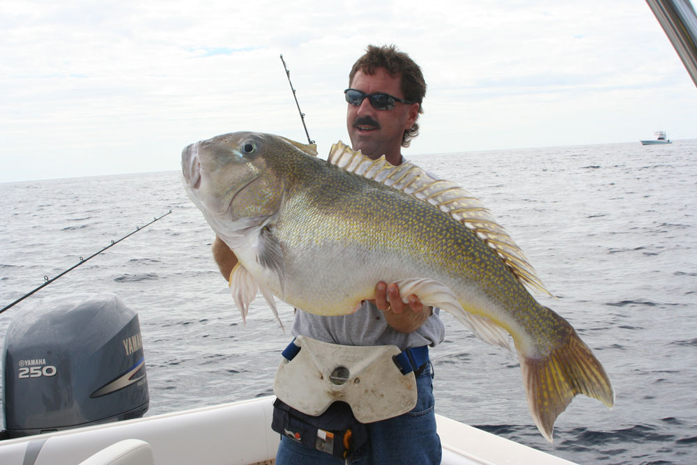 golden tilefish